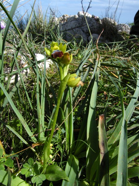 Passeggiate orchidologiche 2013